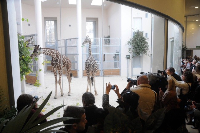 Żyrafy w krakowskim zoo