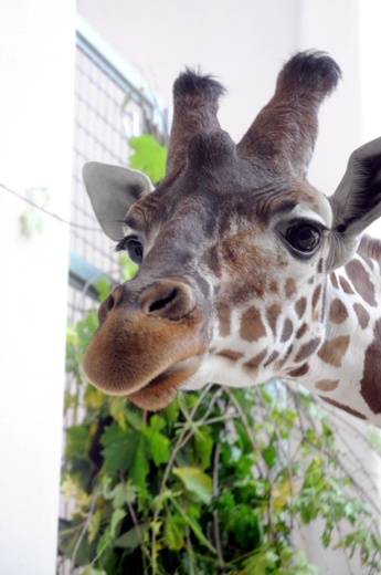 Żyrafy w krakowskim zoo