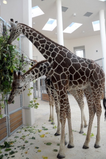 Żyrafy w krakowskim zoo