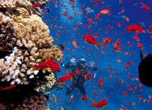 W zwiedzaniu podwodnego świata nurkom często towarzyszą ryby