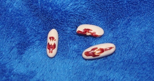 Nieduże ziarna białej fasoli z orzełkiem hodowano kiedyś na znak patriotyzmu