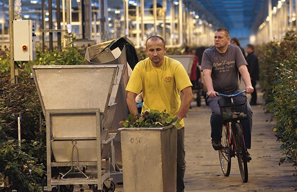 Po plantacji JMP Flowers najlepiej poruszać się na rowerze