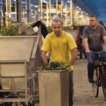 Po plantacji JMP Flowers najlepiej poruszać się na rowerze