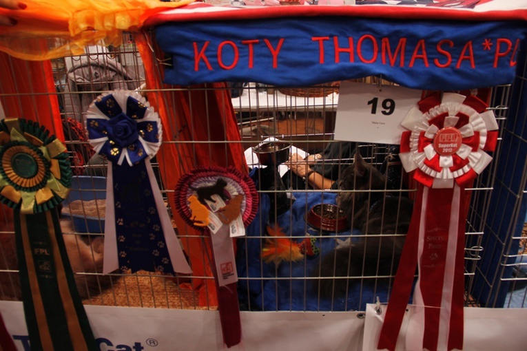 Wystawa Kotów Rasowych w Skierniewicach