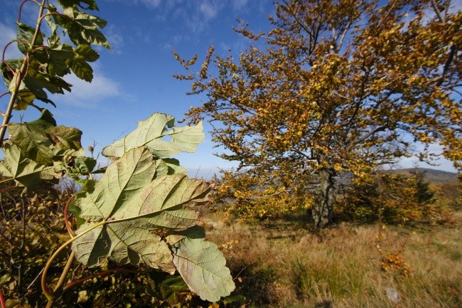 Wieje "Ksawery"