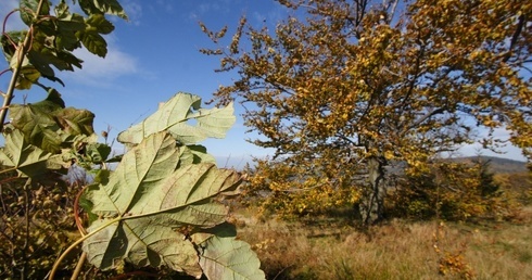 Wieje "Ksawery"