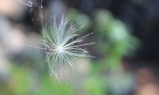 Milcząca bliskość