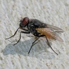 Mucha nazwana na cześć Niesiołowskiego
