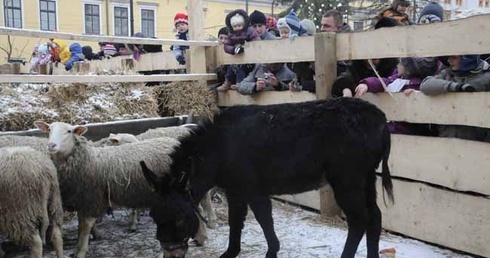 Kolędowanie ze zwierzakami