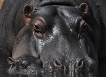 Hopopotamica i jej maleństwo