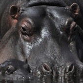 Hopopotamica i jej maleństwo