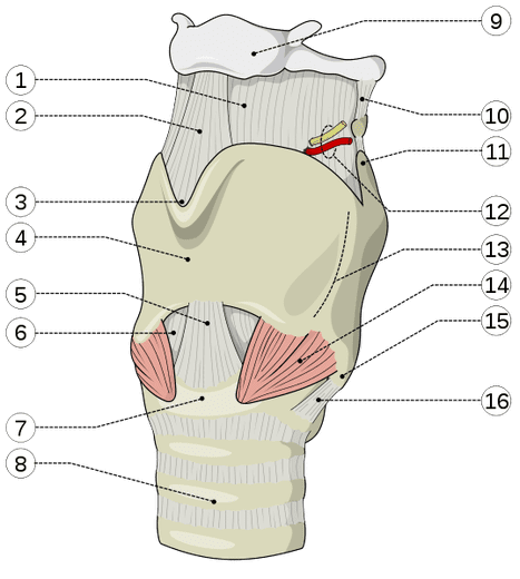 Odtworzyli krtań z... uda