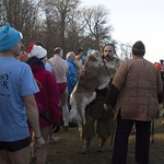 Morsy w Kołobrzegu