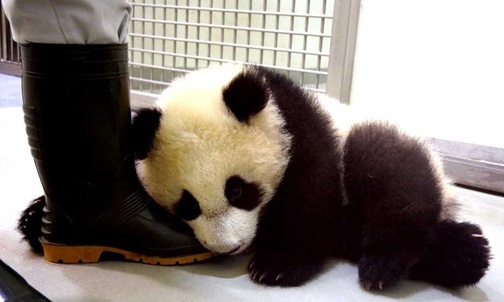Pierwsza panda urodzona na Tajwanie