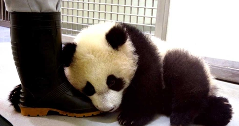 Pierwsza panda urodzona na Tajwanie