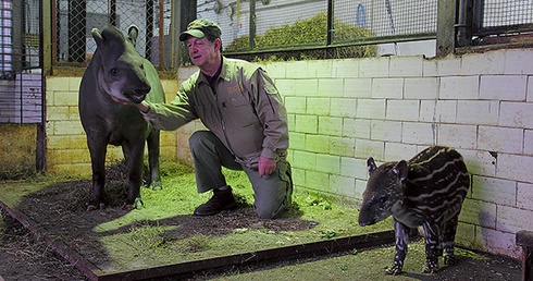  Ryszard Szymikowski od ponad 20 lat zajmuje się zwierzętami w gdańskim zoo. Na zdjęciu z tapirzycą Kluską oraz jej nowo narodzoną córeczką  