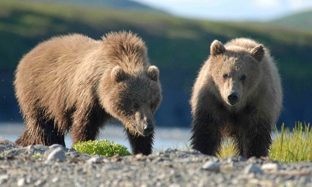 Bieszczady: Niedźwiedź pogryzł człowieka