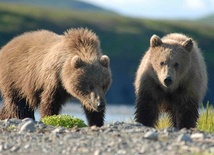 Bieszczady: Niedźwiedź pogryzł człowieka