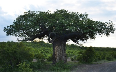 Przedszkole "pod baobabem"