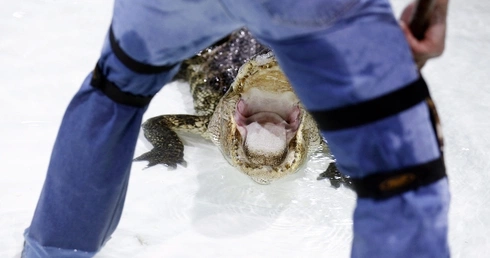 Uwaga, aligator!
