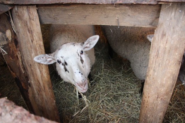 Diecezjalny Przegląd Kolęd w Mazańcowicach - 2014