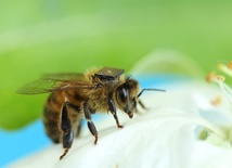 Pszczoły na podglądzie