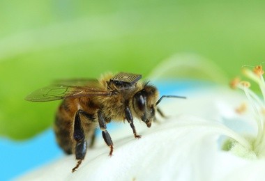 Pszczoły na podglądzie