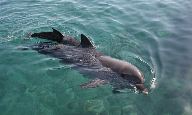 400 martwych delfinów na plażach