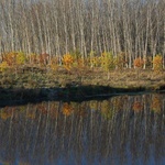 Camino Fonseca