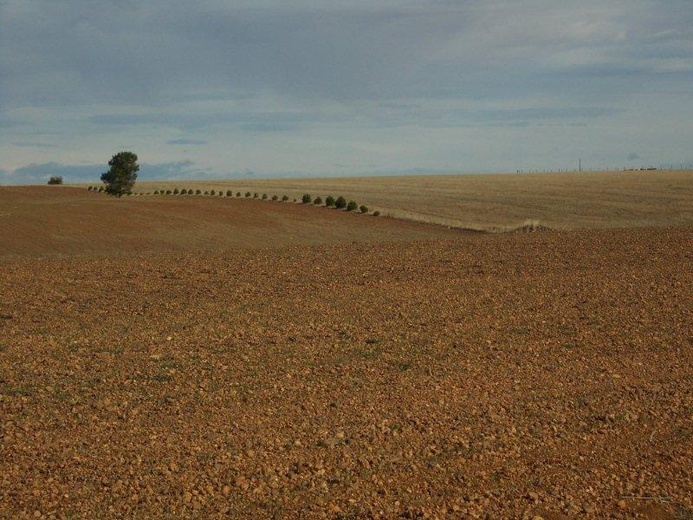 Camino Fonseca