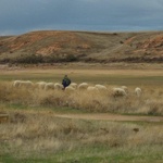 Camino Fonseca