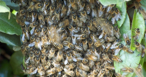 Skazana za masowe wyginięcie pszczół