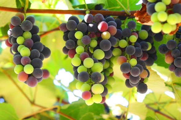 Rabbi Juda bar Ilai powiedział, że Adam i Ewa zjedli z krzewu winoro­śli, ponieważ wino (alko­hol) symbolizuje dobro i zło