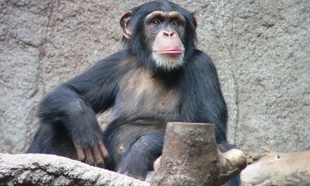Naukowcy: szympansy "budują zdania"