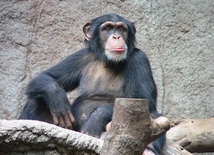 Altruizm wśród szympansów