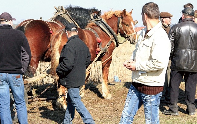 Zimnokrwiste – pociągowe