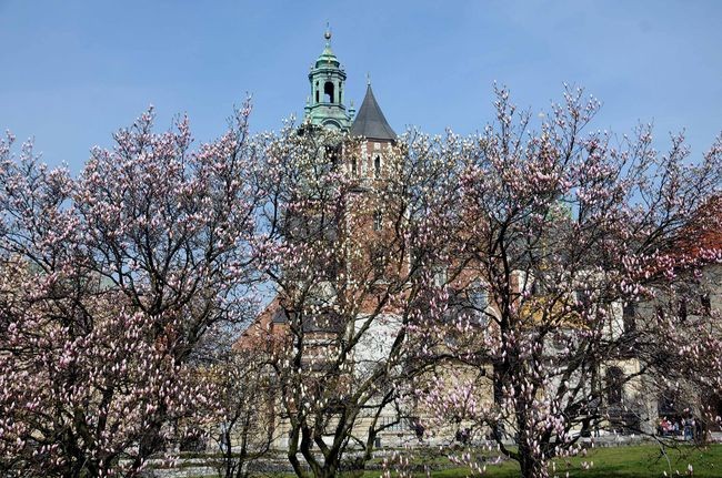650. rocznica konsekracji katedry wawelskiej