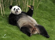 Panda ma wolne