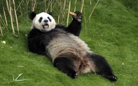 Panda ma wolne