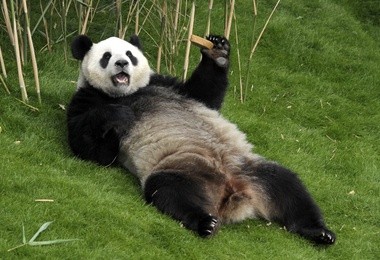 Panda ma wolne