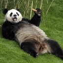 Panda ma wolne