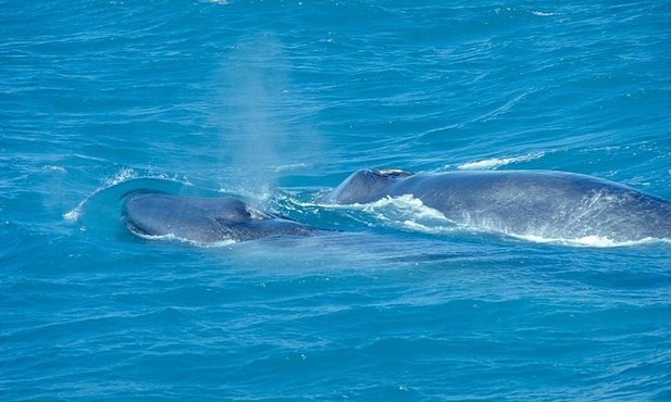 "Naukowo" zabito 251 płetwali błękitnych