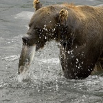 Niedźwiedzie brunatne