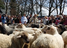 Owce poświęcone, czas na wypas