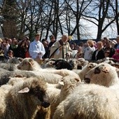 Owce poświęcone, czas na wypas