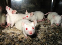 Naukowcy upijają myszy