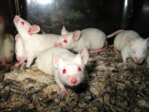Naukowcy upijają myszy