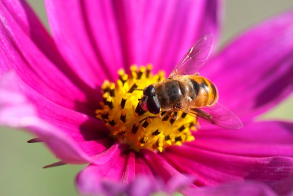 W Polsce żyje ponad 470 gatunków pszczół, z czego ponad 220 znajduje się w Czerwonej Księdze Gatunków Zagrożonych