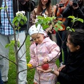 Ekspresowa jabłonka