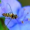 W Polsce żyje ponad 470 gatunków pszczół